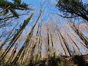 Festa di fiori sui sentieri per il Monte Ubione-19mar24